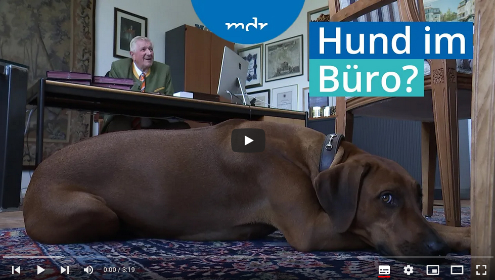 Hund im Büro - MDR Video Beitrag